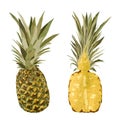 Pineapple yellow fruit collage half set watercolor Royalty Free Stock Photo