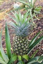 Pineapple Royalty Free Stock Photo