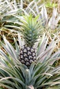 Pineapple Royalty Free Stock Photo