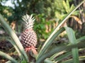 The pineapples on the clump have pink eyes. Pineapple tree tropical fruit growing in garden, Pineapple plant field