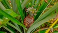 Pineapples contain water which is good for consumption