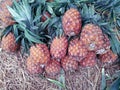 Pineapples In A Group On the Straws, Beautiful Summer Fruits