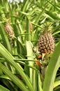 Pineapples growing on a field Royalty Free Stock Photo
