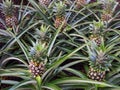 Pineapples growing in field Royalty Free Stock Photo