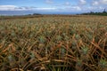 Pineapples growing in the field