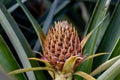 Pineapples growing in the field Royalty Free Stock Photo