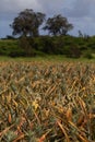 Pineapples growing in the field