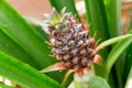 Pineapples growing on a pineapple plantation Royalty Free Stock Photo