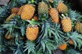 Pineapples at the market Royalty Free Stock Photo