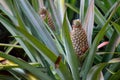 Pineapples in pinaple plantations. Royalty Free Stock Photo