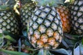 Pineapples fruit