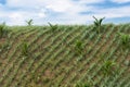 Pineapples seedlings intercropped with young Coconut trees at a hilly plantation with rich volcanic soil in Tagaytay, Cavite, Royalty Free Stock Photo