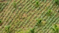 Pineapples seedlings intercropped with young Coconut trees at a hilly plantation with rich volcanic soil in Tagaytay, Cavite, Royalty Free Stock Photo