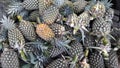 pineapples sold in traditional markets Royalty Free Stock Photo
