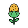 Pineappleweed Icon Image. Royalty Free Stock Photo