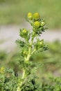 Pineappleweed Royalty Free Stock Photo