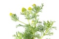 Pineappleweed or Matricaria discoidea isolated on white background. Medicinal plant Royalty Free Stock Photo