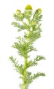 Pineappleweed or Matricaria discoidea isolated on white background. Medicinal plant