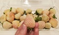 Pineberries white strawberries in hand Royalty Free Stock Photo