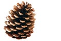 Pinecone 1