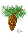 Pinecone