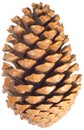 Pinecone Royalty Free Stock Photo