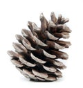 Pinecone Royalty Free Stock Photo