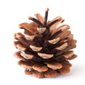 Pinecone Royalty Free Stock Photo