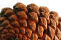 Pinecone 4