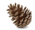 Pinecone