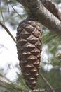 Pinecone