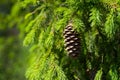 Pinecone branch closeup on green background. Soft focus. Royalty Free Stock Photo