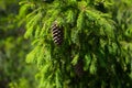 Pinecone branch closeup on green background. Soft focus. Royalty Free Stock Photo