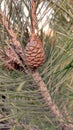 Pine cone on the branch Royalty Free Stock Photo