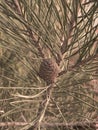 Pine cone on the branch Royalty Free Stock Photo