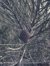 Pine cone on the branch Royalty Free Stock Photo