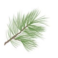 Pinecone branch isolated. Pine tree close up illustration Royalty Free Stock Photo