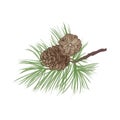 Pinecone branch isolated. Pine tree close up illustration