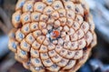 Pinecone central spiral core structure pattern as forest, decoration, christmas background