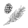 Pinecone and christmas tree branch set. Vector illustration of spruce twig. Hand drawn graphic clipart of pine cone Royalty Free Stock Photo