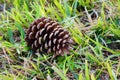 Pinecone. Cone of pine. Fruit of nature. Royalty Free Stock Photo