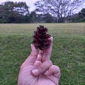 Pinecone decoration natal tree