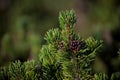 A pinecone in Dolomites area