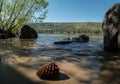 Pinecone, Donner Lake shoreline Royalty Free Stock Photo