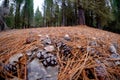 Pinecone dropping on the ground Royalty Free Stock Photo
