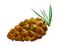 Pinecone fallen