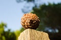 Pinecone fir or pine mediterranean