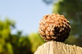 Fir cone of the Mediterranean pine, contains seeds and resin that gives off a very good aroma, the cone has a golden geometry.