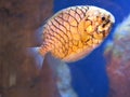 Pinecone fish Royalty Free Stock Photo