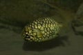 The Pinecone fish Monocentris japonica. Royalty Free Stock Photo